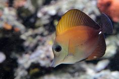 a close up of a fish on a coral in an aquarium with rocks and water