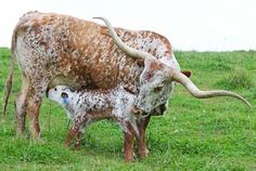 an adult and baby cow standing in the grass with it's horns curled up