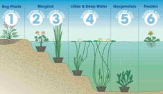 the water cycle is shown with plants and other things in it's stages, including numbers