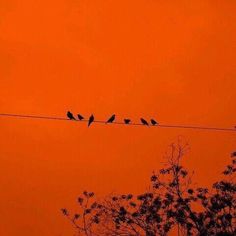 several birds sitting on an electric wire against the orange sky at sunset or dawn,