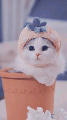 a white kitten wearing a pink hat and sitting in a flower pot with blue eyes