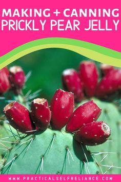 a cactus with the words making and canning prickly pear jelly on it's side