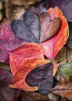 autumn leaves with the words mother nature has the best box of crayons