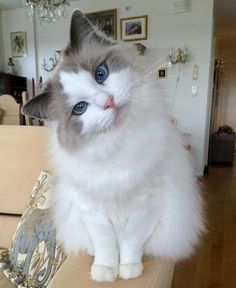 a cat with blue eyes sitting on top of a table