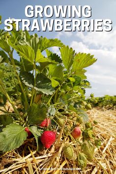 strawberry plants mulched with straw. Strawberries And Grapes, Growing Fig Trees, Growing Strawberries In Containers, Vegetable Garden Plans, Planting Strawberries, Strawberries In Containers, Survival Preparedness, Growing Blueberries, Cold Frames