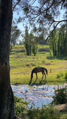 a horse that is standing in the grass next to a river and some trees with no leaves on it