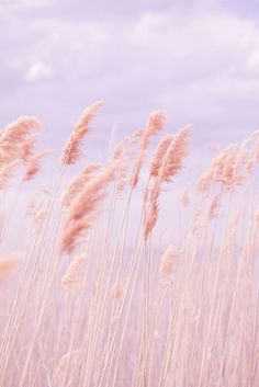 tall grass blowing in the wind on a cloudy day