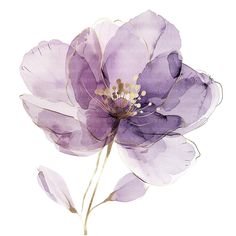 a watercolor painting of a purple flower on a white background with gold stamens