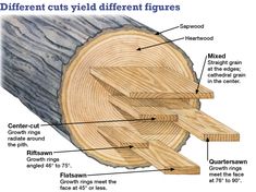 the structure of a tree is labeled in this diagram