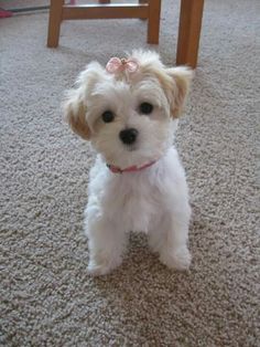 a small white dog sitting on top of a carpet