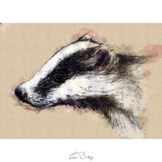 a drawing of a badger on a beige background with black and white stripes, it's head turned to the left