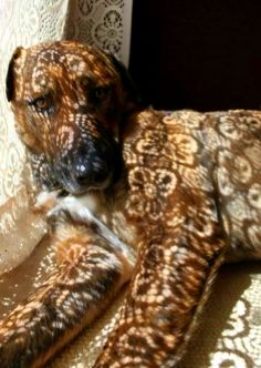 a brown and white dog laying on top of a couch next to a window sill