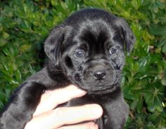 a small black puppy is being held by someone's hand in front of some bushes