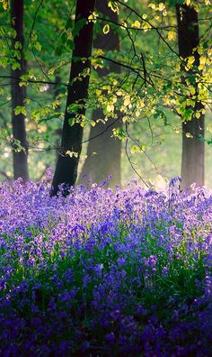 bluebells and other wildflowers in the woods