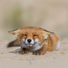 a red fox sleeping on the sand with its eyes closed