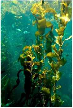 an underwater view of plants and fish in the water