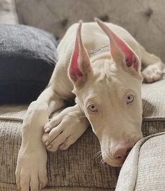 a white dog laying on top of a couch