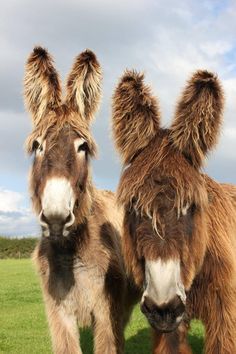 two brown and white donkeys standing next to each other on a green grass covered field