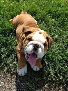 a brown and white dog laying in the grass