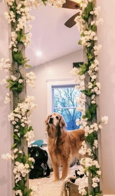 a dog standing in front of a mirror with white flowers on it's frame