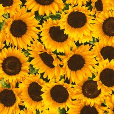 a bunch of sunflowers that are yellow and brown