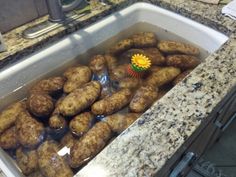 there is a bunch of potatoes in the sink