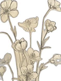 a drawing of some flowers on a white background