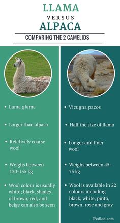 llama versus alpaca comparing the 2 camels info graphic design by creative commons