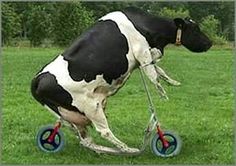 a black and white cow riding on top of a scooter in the grass