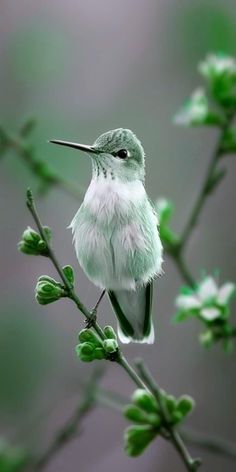 a small white bird sitting on top of a tree branch