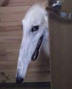 a white dog sticking its head through a door