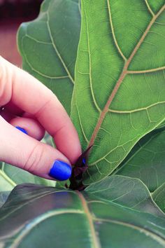 a woman's hand holding onto a green leaf with blue nail polish on it