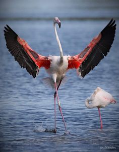 two flamingos are standing in the water with their wings spread out and one is holding its leg up