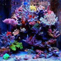 an aquarium filled with lots of different colored corals