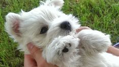 a person holding a small white dog in their hand