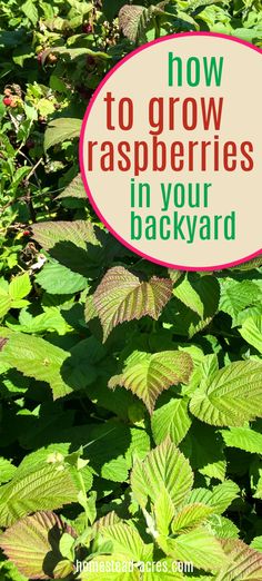 green plants with the words how to grow raspberries in your backyard on it