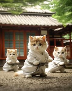 three kittens are dressed in white clothes and sitting on the ground with each other