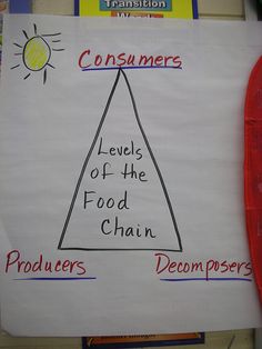 a poster with words describing the levels of food chain and consumers, which are labeled in red