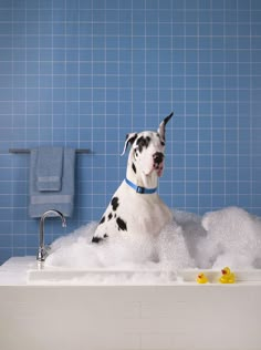 a dalmatian dog sitting in a bathtub full of foam