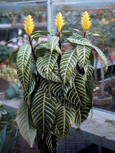 Aphelandra squarrosa - Wikipedia Sun Spot, Unusual House, Zebra Plant, Plant House, House Plant, All About Plants, House Plants, Nursery, Google Search