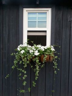 white flowers are in a window box on the side of a black building with green leaves