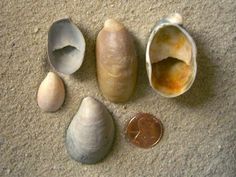 seashells and coins on the sand with one penny