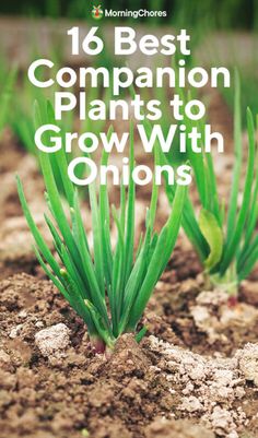 green plants growing out of the ground with text overlay that reads 16 best companion plants to grow with onions