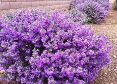 purple flowers are blooming in front of a brick wall and shrubbery on the side of a building