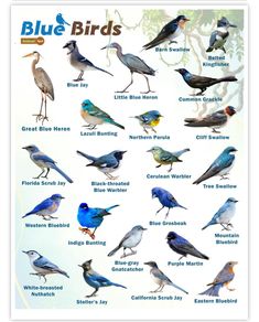 a poster with different kinds of birds on it's back side, including blue and yellow