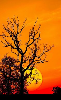 the sun is setting behind a tree with no leaves in front of an orange sky