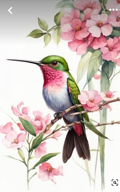 a painting of a hummingbird sitting on a branch with pink flowers