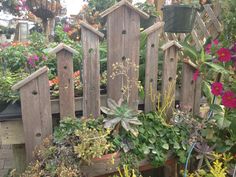 an assortment of flowers and plants in wooden planters