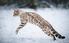 a cat is running in the snow with it's front paws on its hind legs