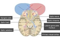 the structure of the human brain